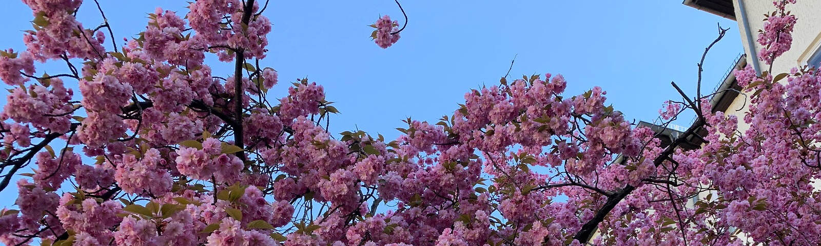 Zu sehen ist eine Baumkrone über und über mit rosa Blüten